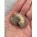 Ammonites, opalescent