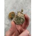 Ammonites, opalescent